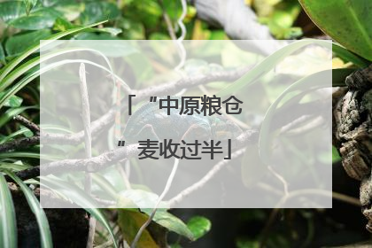 “中原粮仓”麦收过半