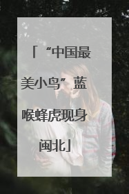 “中国最美小鸟”蓝喉蜂虎现身闽北