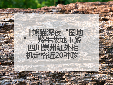 熊猫深夜“圈地”、羚牛故地重游 四川崇州红外相机定格近20种珍稀动物呆萌瞬间