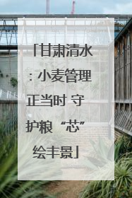 甘肃清水：小麦管理正当时 守护粮“芯”绘丰景