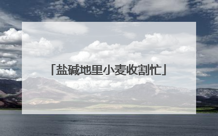 盐碱地里小麦收割忙