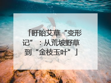 盱眙艾草“变形记”：从荒坡野草到“金枝玉叶”