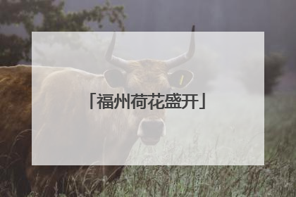 福州荷花盛开