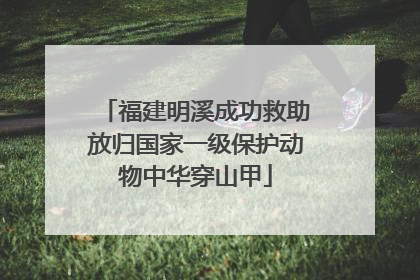 福建明溪成功救助放归国家一级保护动物中华穿山甲