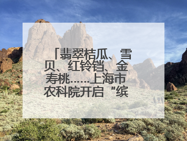 翡翠桔瓜、雪贝、红铃铛、金寿桃……上海市农科院开启“缤纷蔬菜之约”