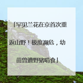 罕见兰花在京首次重返山野！极度濒危，幼苗曾遭野猪啃食