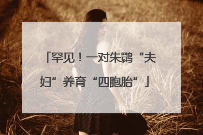 罕见！一对朱鹮“夫妇”养育“四胞胎”