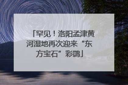 罕见！洛阳孟津黄河湿地再次迎来“东方宝石”彩鹮