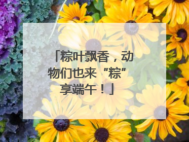 粽叶飘香，动物们也来“粽”享端午！