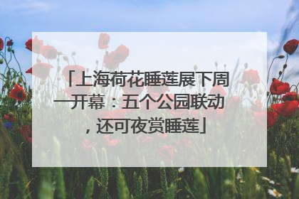 上海荷花睡莲展下周一开幕：五个公园联动，还可夜赏睡莲