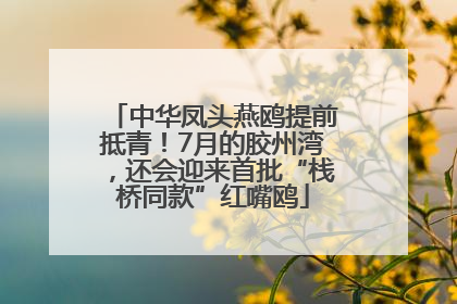 中华凤头燕鸥提前抵青！7月的胶州湾，还会迎来首批“栈桥同款”红嘴鸥