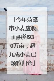 今年菏泽市小麦应收面积约930万亩，超九成小麦已颗粒归仓