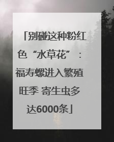 别碰这种粉红色“水草花”：福寿螺进入繁殖旺季 寄生虫多达6000条