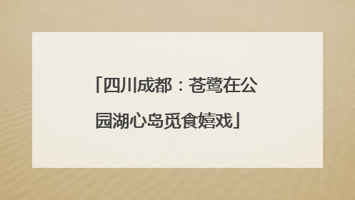 四川成都：苍鹭在公园湖心岛觅食嬉戏