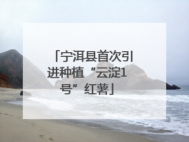 宁洱县首次引进种植“云淀1号”红薯