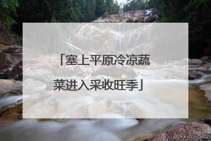 塞上平原冷凉蔬菜进入采收旺季