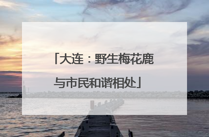 大连：野生梅花鹿与市民和谐相处