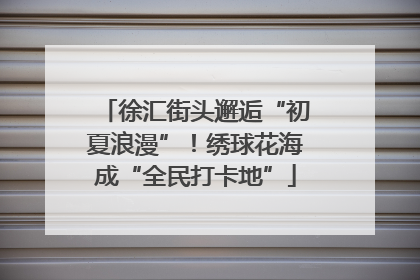 徐汇街头邂逅“初夏浪漫”！绣球花海成“全民打卡地”