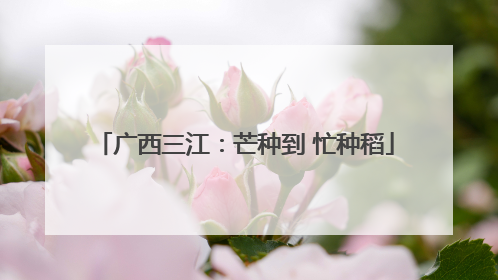 广西三江：芒种到 忙种稻