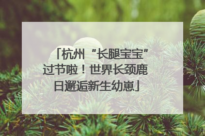 杭州“长腿宝宝”过节啦！世界长颈鹿日邂逅新生幼崽