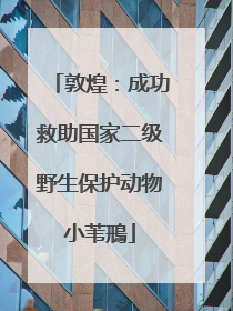 敦煌：成功救助国家二级野生保护动物小苇鳽
