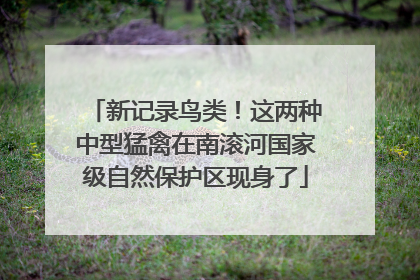 新记录鸟类！这两种中型猛禽在南滚河国家级自然保护区现身了