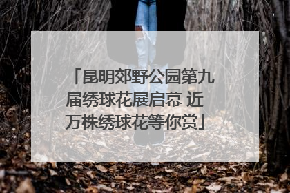 昆明郊野公园第九届绣球花展启幕 近万株绣球花等你赏