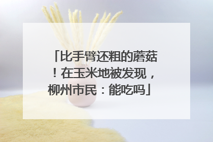 比手臂还粗的蘑菇！在玉米地被发现，柳州市民：能吃吗