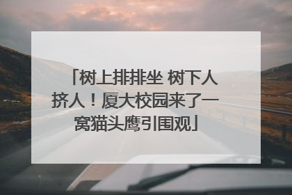 树上排排坐 树下人挤人！厦大校园来了一窝猫头鹰引围观