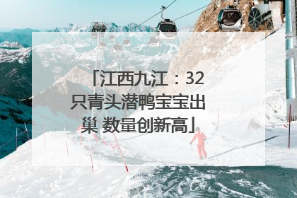 江西九江：32只青头潜鸭宝宝出巢 数量创新高