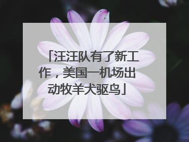 汪汪队有了新工作，美国一机场出动牧羊犬驱鸟