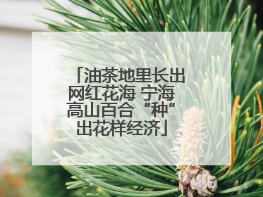油茶地里长出网红花海 宁海高山百合“种”出花样经济