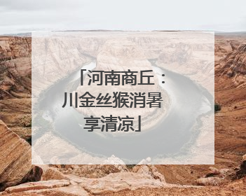 河南商丘：川金丝猴消暑享清凉