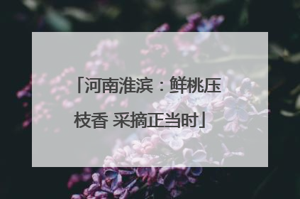 河南淮滨：鲜桃压枝香 采摘正当时