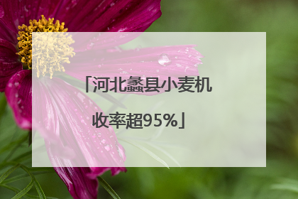 河北蠡县小麦机收率超95%
