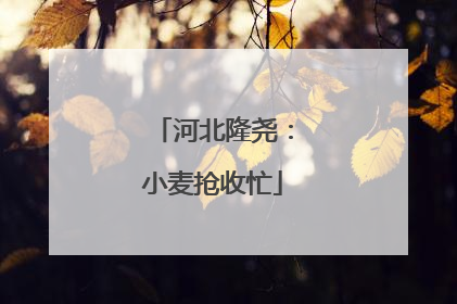 河北隆尧：小麦抢收忙