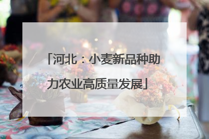 河北：小麦新品种助力农业高质量发展