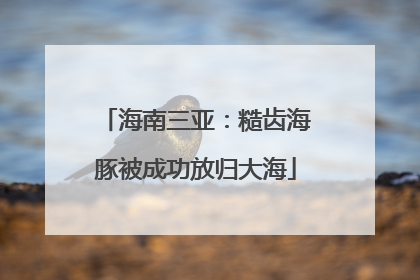 海南三亚：糙齿海豚被成功放归大海