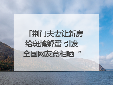 荆门夫妻让新房给斑鸠孵蛋 引发全国网友竞相晒“人鸟共处”图