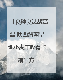 良种良法战高温 陕西渭南旱地小麦丰收有“粮”方