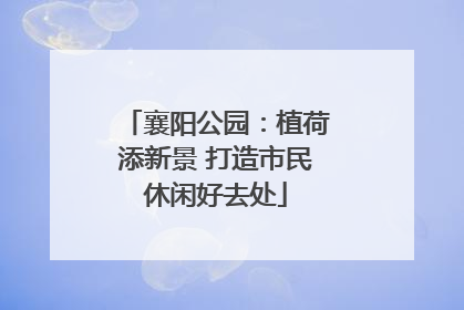 襄阳公园：植荷添新景 打造市民休闲好去处