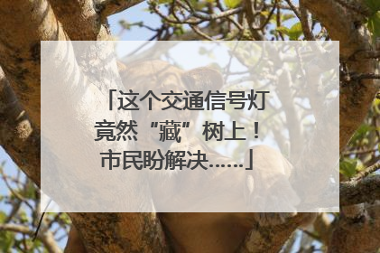 这个交通信号灯竟然“藏”树上！市民盼解决……