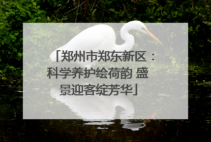 郑州市郑东新区：科学养护绘荷韵 盛景迎客绽芳华