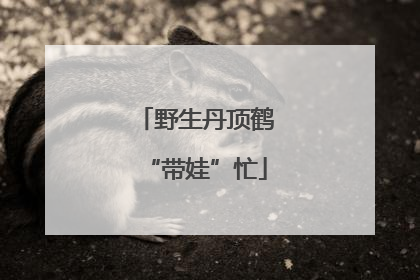 野生丹顶鹤“带娃”忙