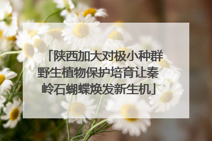陕西加大对极小种群野生植物保护培育让秦岭石蝴蝶焕发新生机