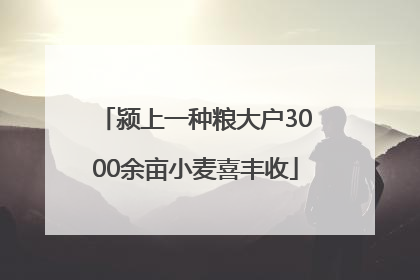 颍上一种粮大户3000余亩小麦喜丰收