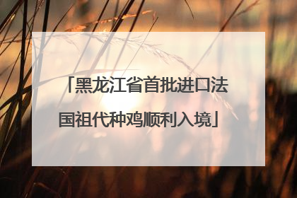 黑龙江省首批进口法国祖代种鸡顺利入境