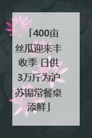 400亩丝瓜迎来丰收季 日供3万斤为沪苏锡常餐桌添鲜